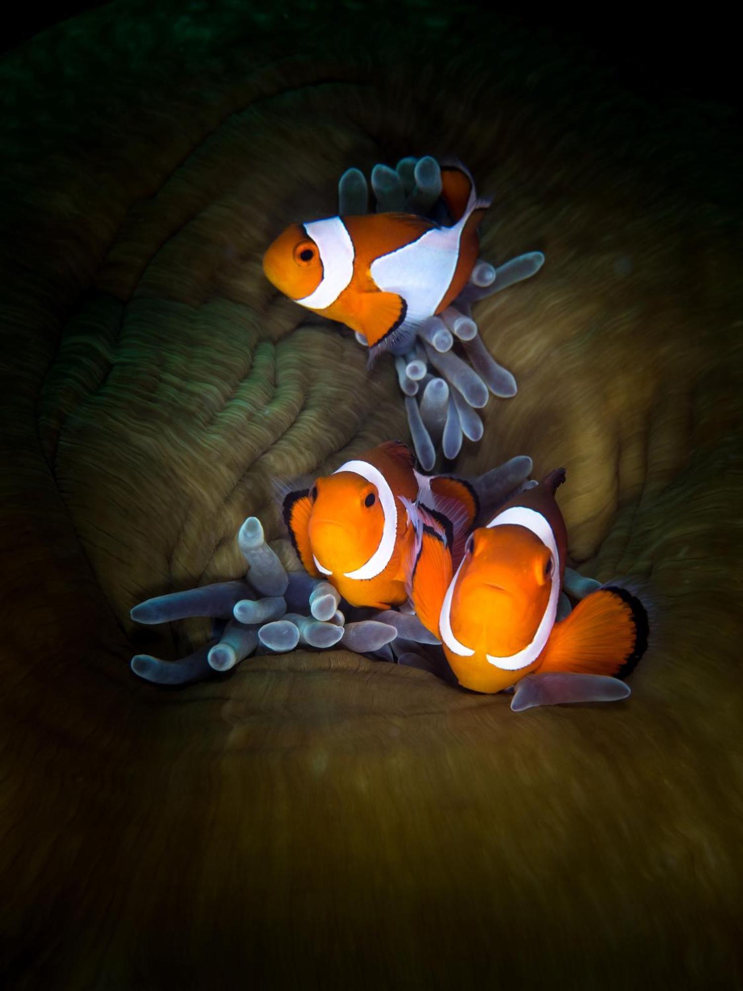 Polaris Beach And Dive Resort Inc Loon Экстерьер фото